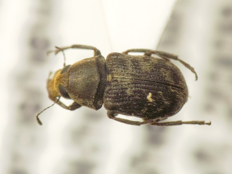 Rhaphitropis marchica (Herbst, 1797)